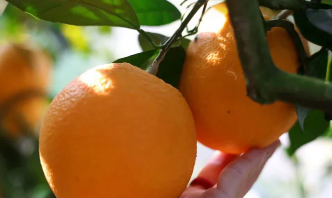 怎么挑脐橙，什么样的脐橙好？（赣南脐橙，一年的积累，只为一季的绽放）