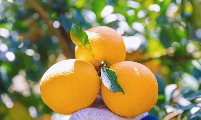脐橙种植与管理技术，功效肥助力（脐橙热量高吗，减肥可以吃脐橙吗）