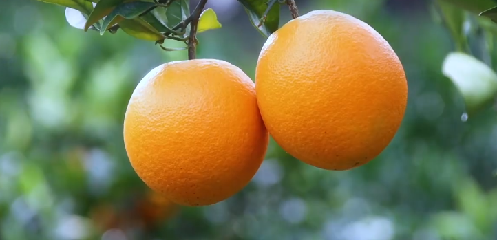 关于销售赣南脐橙的总结（赣南脐橙—— 橙子界的天花板）
