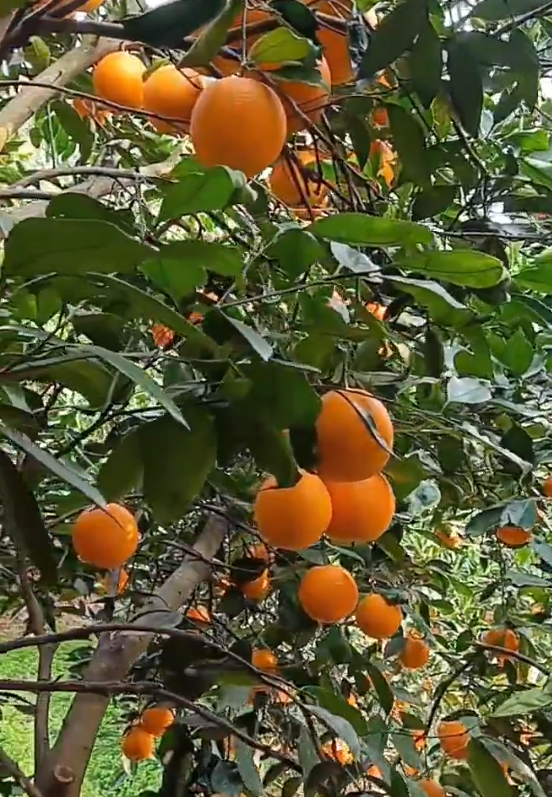 橙子果园现在能灌水吗(种植橙子树浇水方法)（赣南脐橙为什么有长的有圆的）