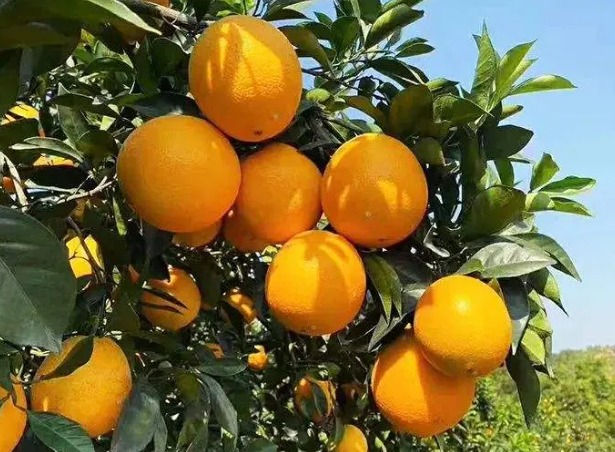 水果自信50年，赣南脐橙崛起史（脐橙的手工作品该怎么做才好看）