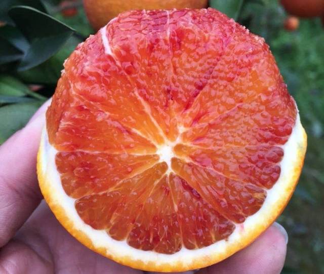 红肉脐橙最好吃的品种，六大品种让吃货垂涎（2022年6月份脐橙管理）